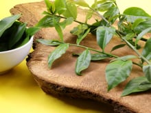 Muita gente arranca achando que é mato, mas essa planta é nutritiva e cresce sozinha no jardim